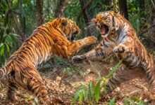 Two Tigers Found Dead After Territorial Fight in Uttarakhand