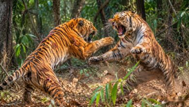 Two Tigers Found Dead After Territorial Fight in Uttarakhand